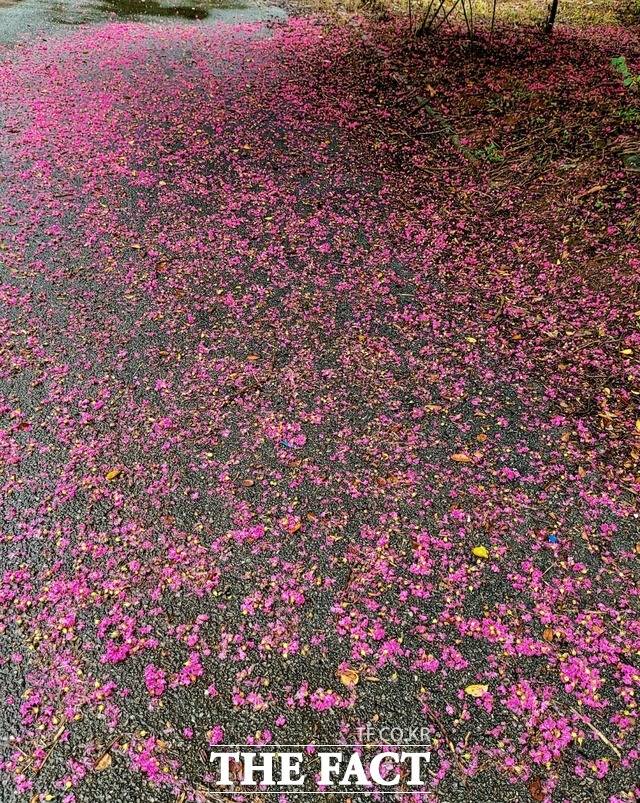 배롱나무의 붉은 꽃이 이번 내린 비로 물기를 흠뻑 머금은 탓에 그 무게를 이기지 못하고 무수한 꽃잎을 떨궜다. / 전남=이병석 기자