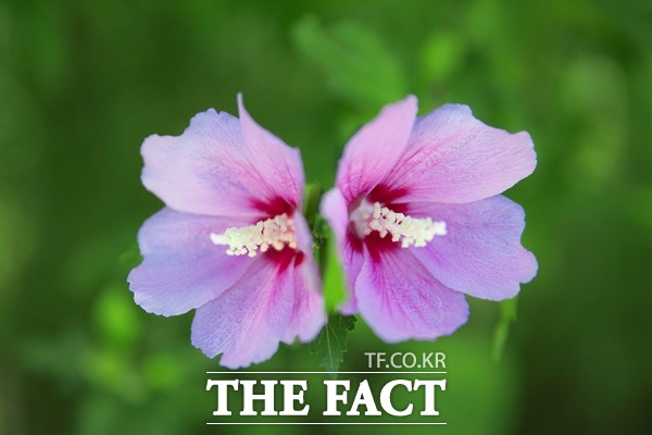 2022년 무궁화 문화작품 공모전 사진 부분 대상인 박영임씨의 통일의 데칼코마니 / 산림청 제공