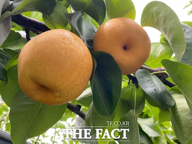 하동 햇배/하동군 제공