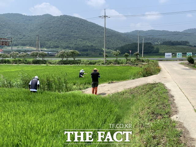 진도군이 고품질 쌀 생산을 위해 벼 병해충 방제작업을 벌이고 있다/진도군 제공