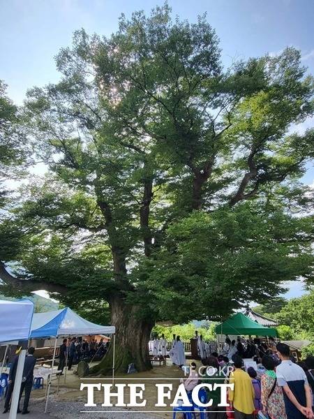 1100여년을 마을과 함께 한 느티나무 /예산군 제공