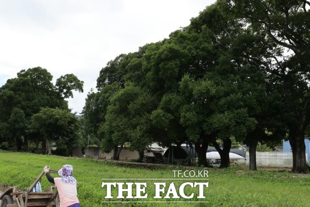 보성군 회천면 ‘보성 전일리 팽나무 숲’은 전남도 지정 천연기념물로서 시원한 그늘을 드리우며 마을 사람들에게는 쉼터가 되어주고 있다. /보성군 제공