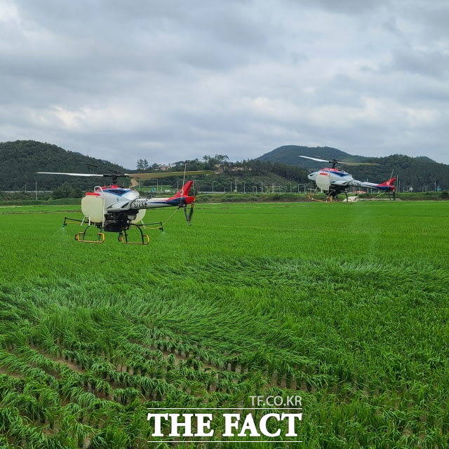해남군이 벼 무인헬기 방제에 나서고 있다/해남군 제공