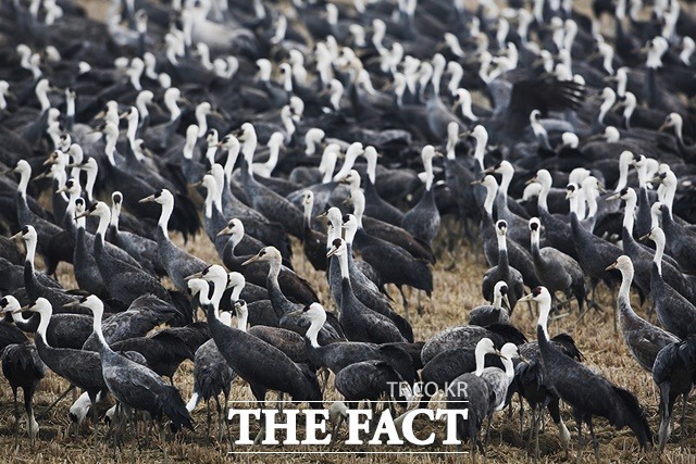 생태계서비스지불제계약사업 지역에서 관찰된 흑두루미, / 서산시 제공