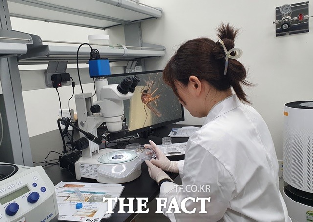 8월 1주차 충남 도내에서 채집한 모기에서 올해 처음으로 일본뇌염 매개 모기인 작은빨간집모기가 발견됐다. / 충남도 보건환경연구원 제공