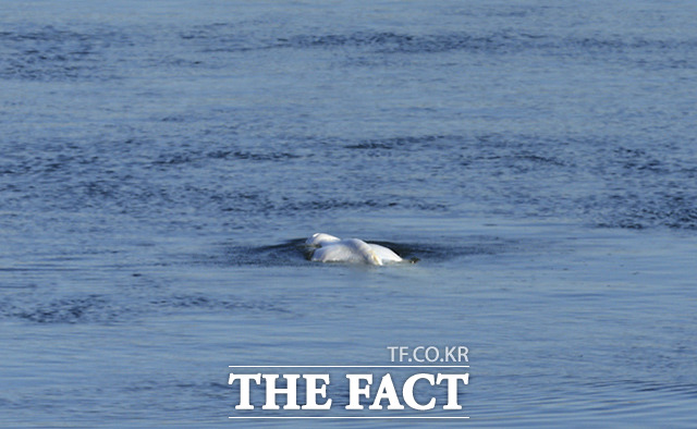 북극해에 주로 서식하는 멸종 위기종 벨루가(흰고래)가 9일(현지시간) 프랑스 파리 서쪽 센강에서 헤엄치고 있다. /파리=AP.뉴시스