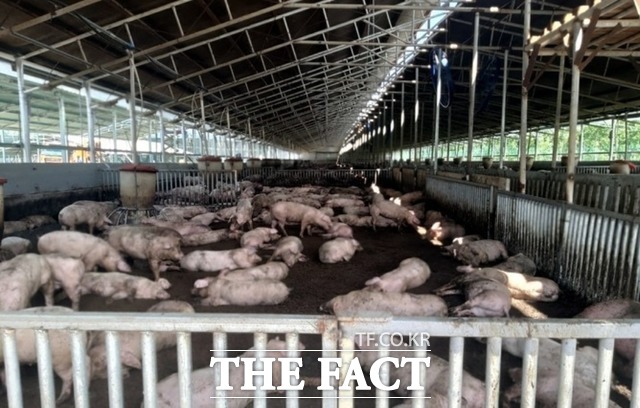 돼지들이 돈사 안에서 사육되고 있다. /독자 제공