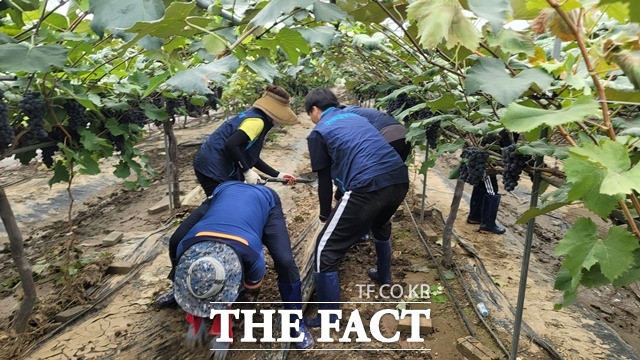 천안교육지원청이 19일 집중 호우로 인해 큰 피해를 입은 부여군 은산면을 방문해 수해복구 봉사활동을 실시했다. / 천안교육지원청 제공