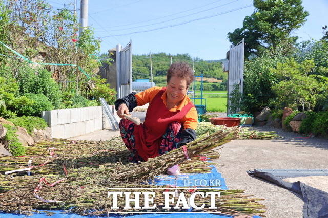 깨 수확에 여념이 없는 현산면 금제마을의 어머니/해남군 제공