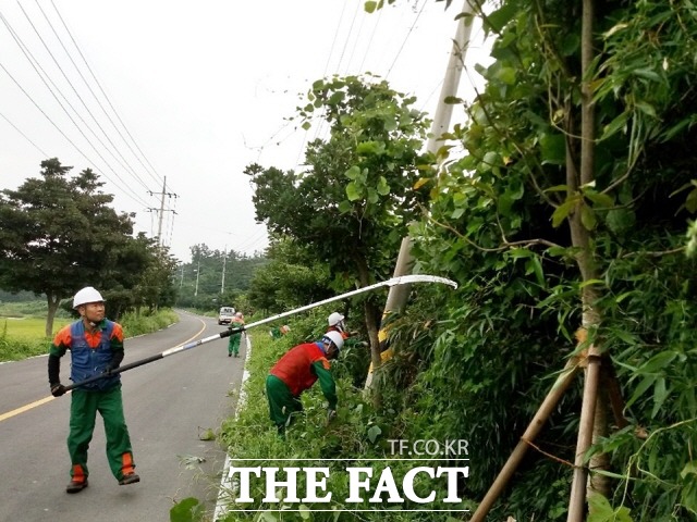장흥군이 도로변 칡덩굴 집중 제거에 나섰다/장흥군 제공