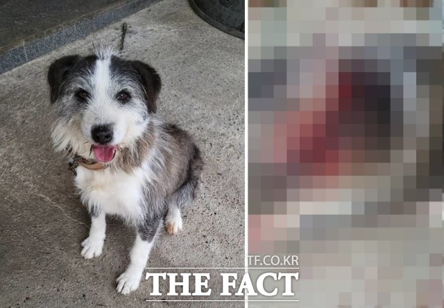 왼쪽 사진은 학대 받기전 복순이 사진. 오른쪽 사진은 신체 일부가 훼손된 채 발견된 당시 강아지 모습.. 사진=비글구조네트워크 제공