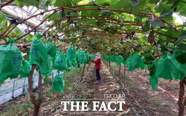 완도 해변포도 농장 전경/완도군 제공