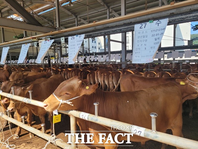 합천군, 우량암소 보유수 전국 1위/합천군 제공