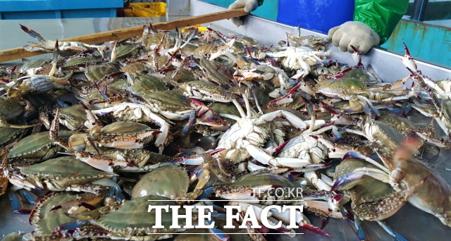 진도 서망항에는 제철맞은 ‘가을 꽃게’가 풍년이다/진도군 제공