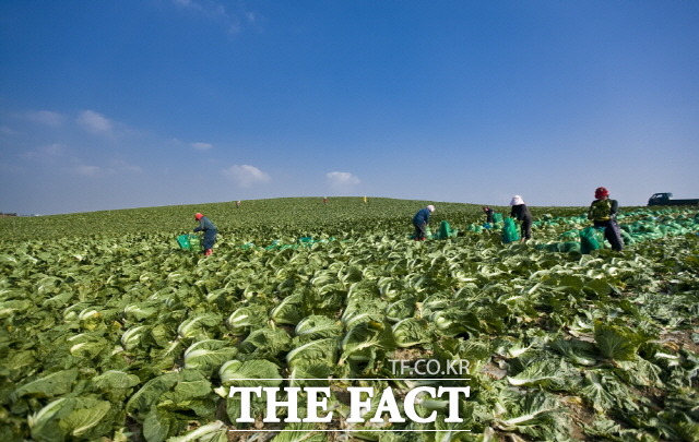 해남군 관내 배추 수확 장면/해남군 제공