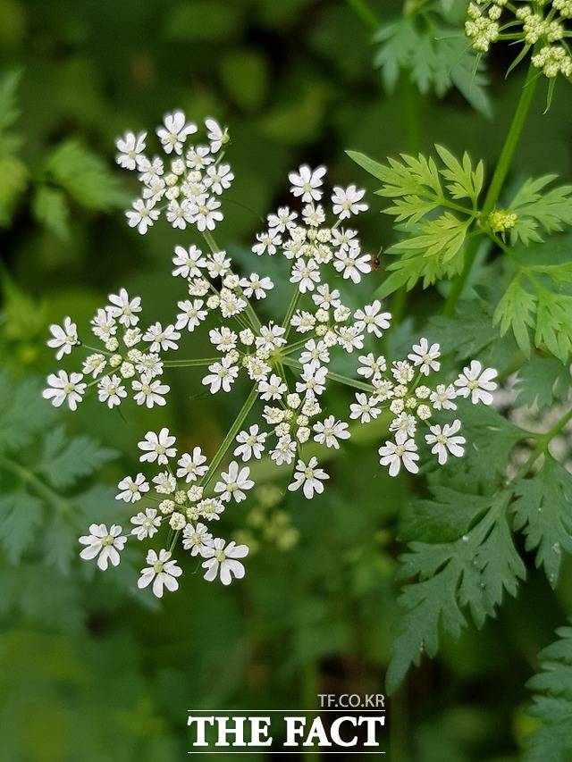 유럽독미나리 꽃. /국립수목원 제공
