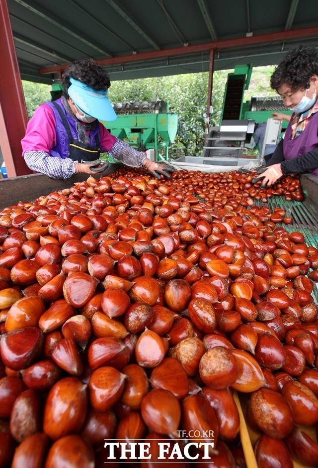 산청 햇밤/산청군 제공