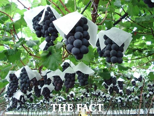 천안시 입장면의 거봉포도 재배 농가 모습. / 천안시 제공