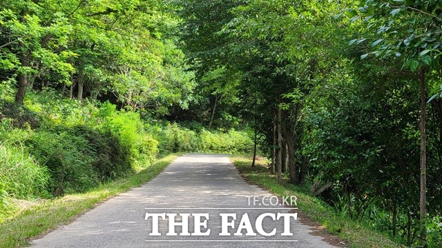 추석 연휴기간 임도가 임시 개방된다. / 산림청 제공