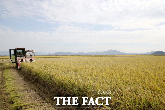 쌀값이 45년 만에 최대 하락폭을 기록하면서 농가의 시름이 깊어지는 가운데 전북도를 비롯한 전국 광역자치단체가 정부에 쌀값 안정대책을 촉구하기로 했다. 사진=전북도제공