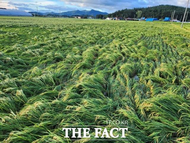 제11호 태풍 힌남노로 북일면 신월라 벼 도복 현장/해남군 제공