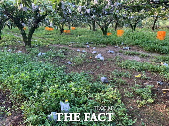 제11호 태풍 힌남노로 낙과된 배 농장/강진군 제공