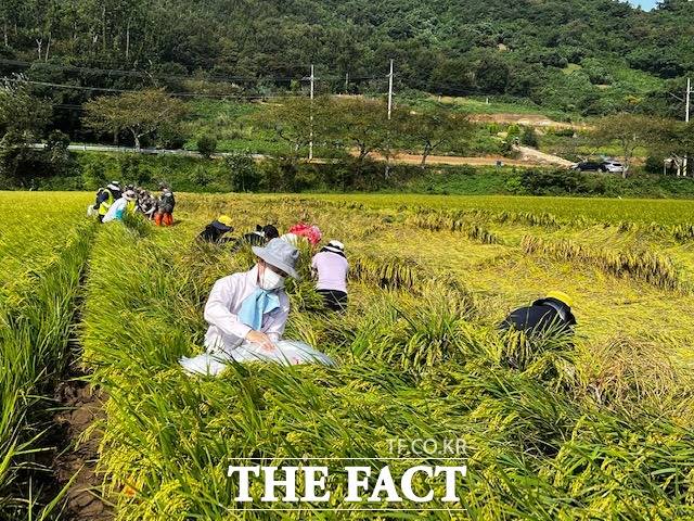 진도군이 제11호 태풍 ‘힌남노’ 피해농가 일손 돕기를 추진하고 있다/진도군 제공