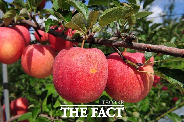 충남 예산사과가 신선도 유지제 지원사업 확대로 다음해 여름까지 맛볼 수 있을 것으로 보인다. / 예산군 제공