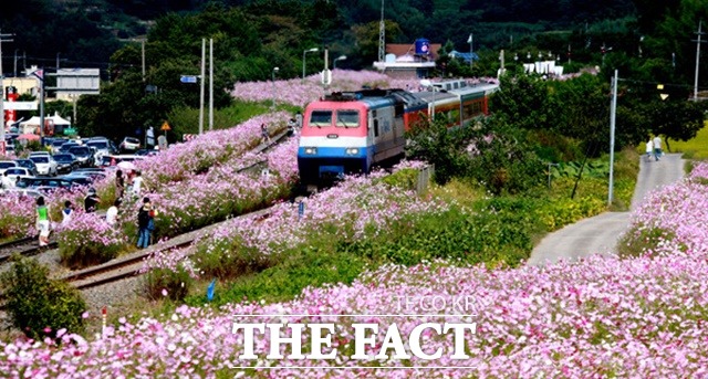 하동 북천 코스모스·메밀꽃 축제장 모습(자료사진)/하동군 제공