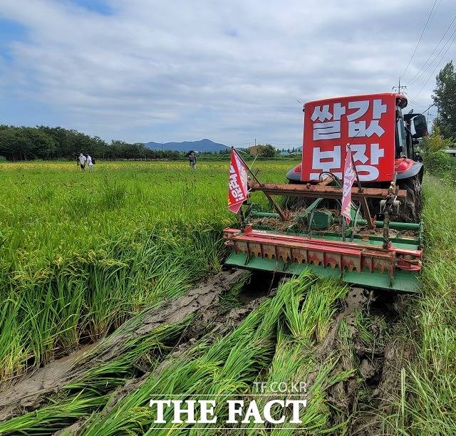 15일 전국농민회총연맹 부산경남연맹이 경남 함안군에 있는 벼 논 600여 평을 트랙터로 갈아엎었다./함안=강보금 기자