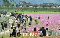  ‘장성 황룡강 가을꽃축제’ 10월 8일 개막