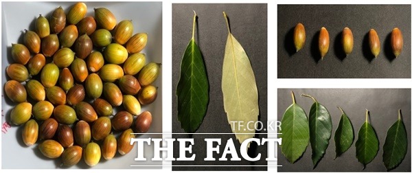 종가시나무 / 국립산림과학원 제공