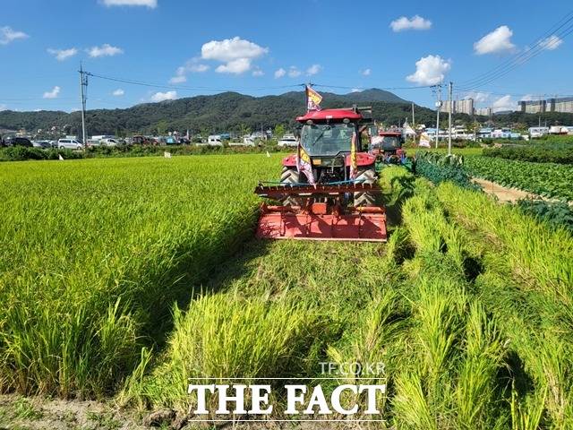 천안농민회가 21일 쌀값 폭락 대책 마련을 요구하며 논을 갈아엎고 있다. / 천안 = 김아영 기자