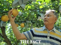  '2년 준비한 배 농사 '약흔’ 발생해 물거품 됐어요'