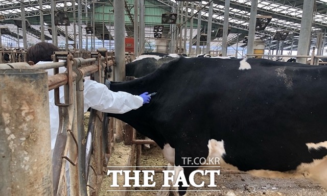 파주시는 구제역 바이러스의 농장 내 유입을 사전에 차단하기 위해 매년 상·하반기에 백신 접종을 실시하고 있다./파주시 제공