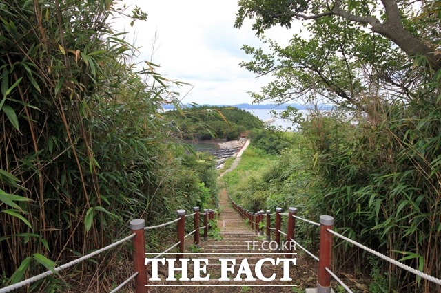 죽도는 울창한 대나무 숲과 해송·갈대 숲길 등 절경이 가득한 1270m 길이의 숲 탐방로가 조성되어 있다. / 홍성군 제공