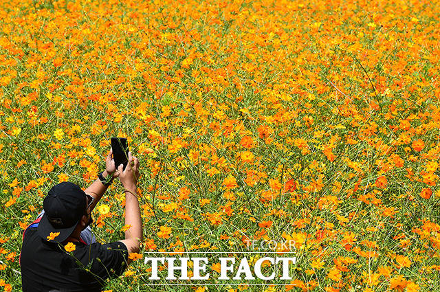 지난 25일 오전 서울 송파구 올림픽공원 들꽃마루를 찾은 시민들이 황화코스모스밭을 거닐며 가을을 만끽하고 있다./이동률 기자