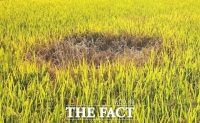  정읍시농업기술센터, 벼멸구 발생에 따른 예찰 방제 당부