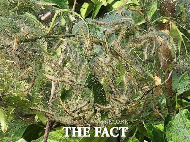 미국흰불나방. / 충남도 농업기술원 제공