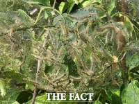  충남농기원 '미국흰불나방 농가 피해 속출...방제 시급'