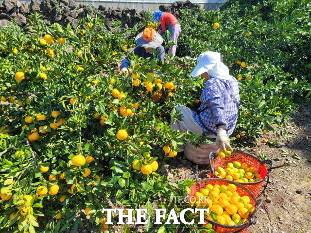 제주도는 7일부터 21일까지 15일간 지역 농·감협을 통해 2023년 고품질 감귤 생산시설 현대화 사업 신청을 받는다고 4일 밝혔다./제주도 제공
