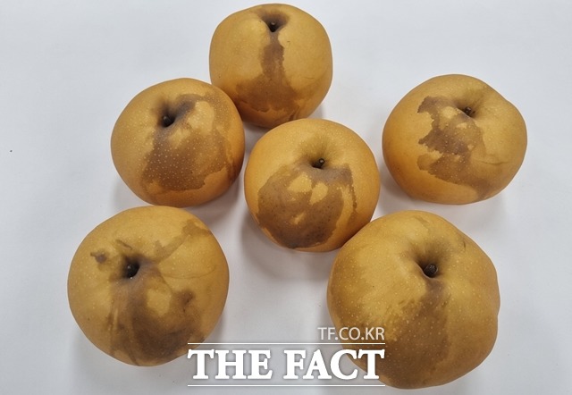 약흔이 발생한 배의 모습. / 천안=김경동 기자