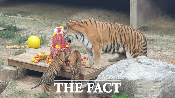 고기 케이크를 바라보는 어미 호랑이와 새끼 호랑이 / 대전=최영규 기자