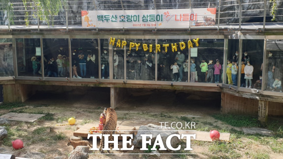 대전 오월드 백두산호랑이 / 대전=최영규 기자