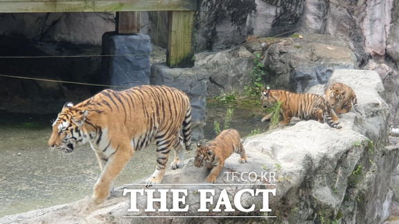 어미 호랑이와 100일 맞은 삼남매 호랑이 / 대전=최영규