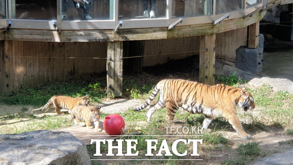 대전 오월드 백두산호랑이 / 대전=최영규 기자