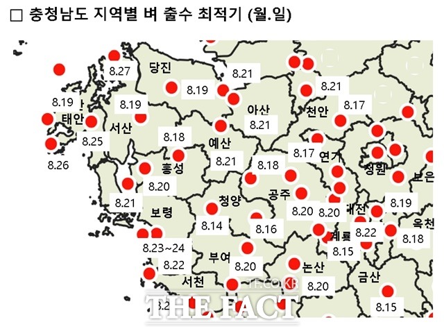 충남지역 벼 출수 최적기. / 충남농업기술원 제공