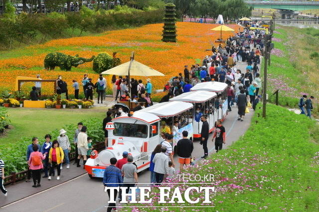 장성 황룡강 가을꽃축제 첫날인 8일, 6만 명의 발길이 몰렸다./장성군 제공