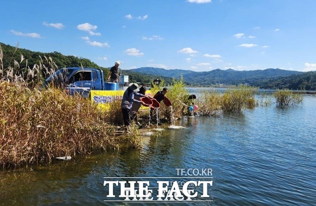 청주시는 13일 대청호에 동자개 치어 5만여 마리를 방류했다. / 청주시 제공