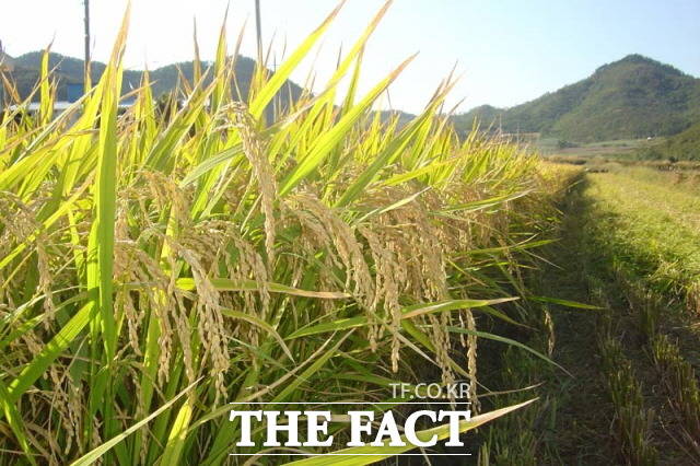 진도군이 가루 쌀 생산 단지 조성 공모사업에 선정되었다